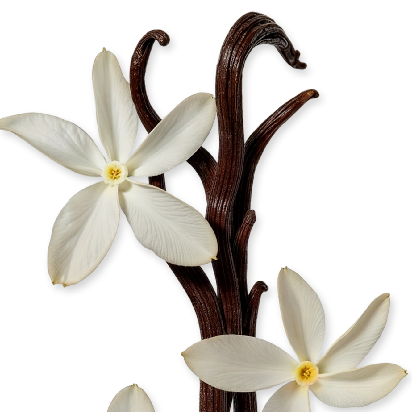 SAFANAD - Image 4